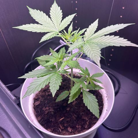Skittlez growlog timeline photo