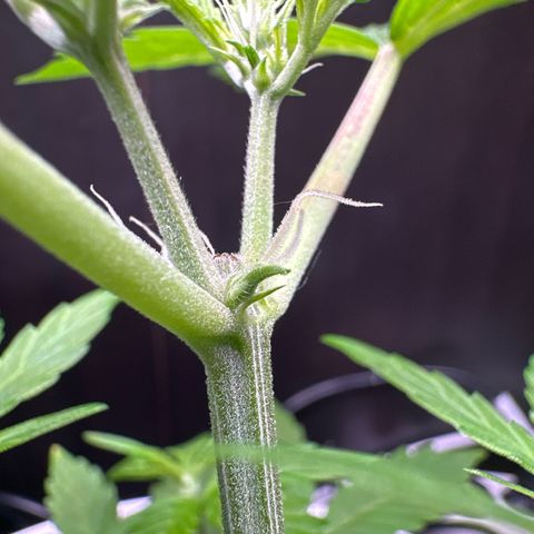 Skittlez growlog timeline photo