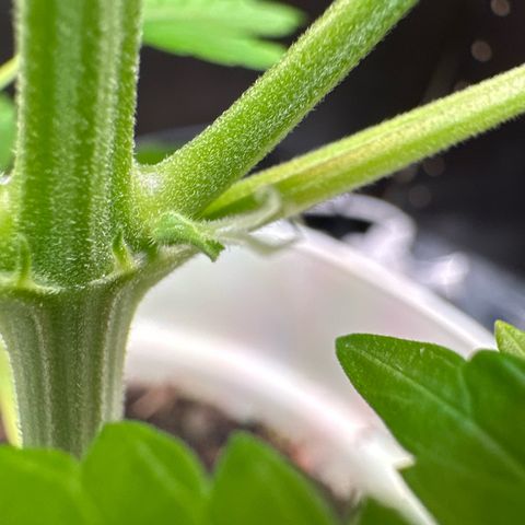 Skittlez growlog timeline photo