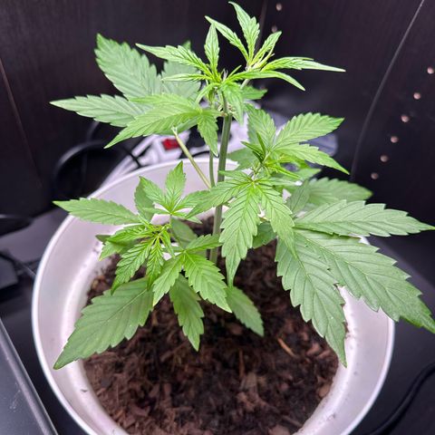 Skittlez growlog photo: Nach dem beschnitt 