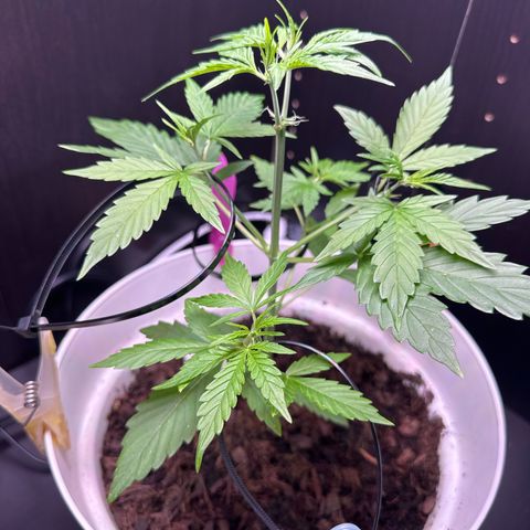 Skittlez growlog timeline photo