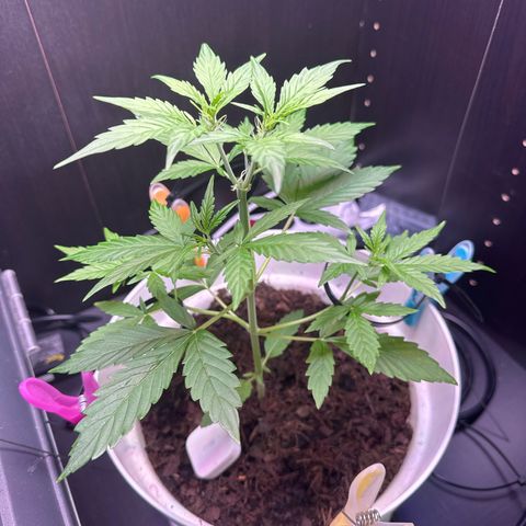 Skittlez growlog timeline photo