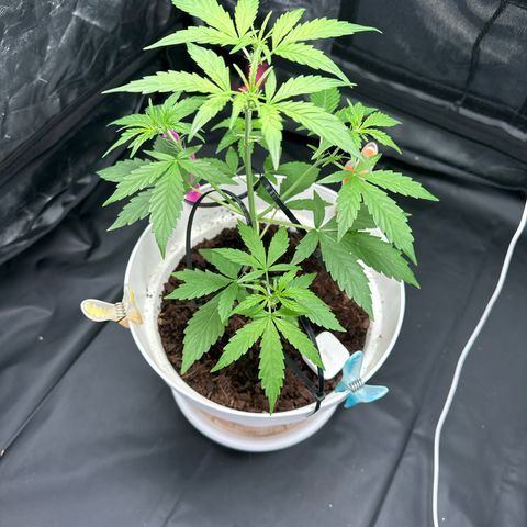 Skittlez growlog timeline photo