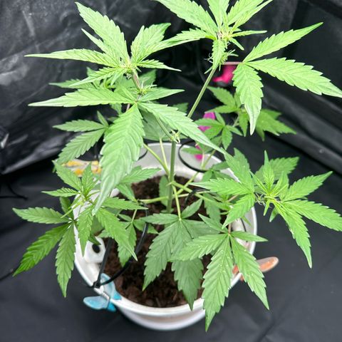 Skittlez growlog timeline photo