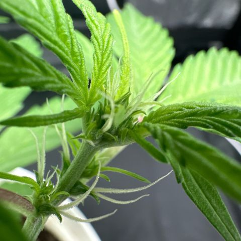 Skittlez growlog timeline photo