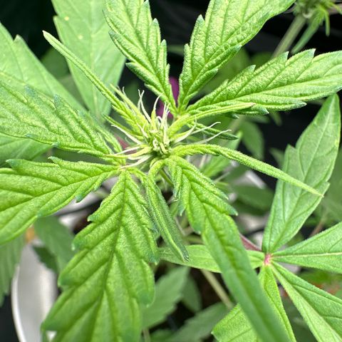 Skittlez growlog timeline photo