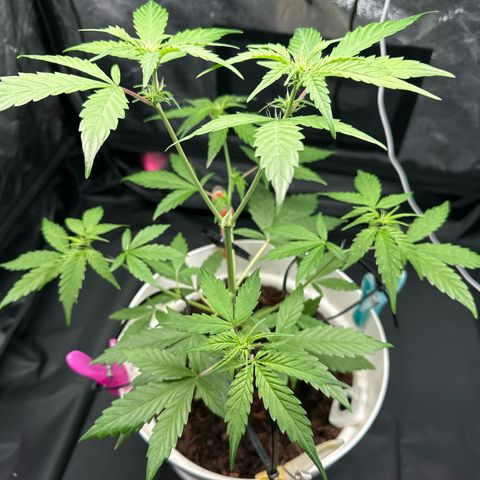 Skittlez growlog timeline photo