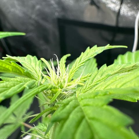 Skittlez growlog timeline photo