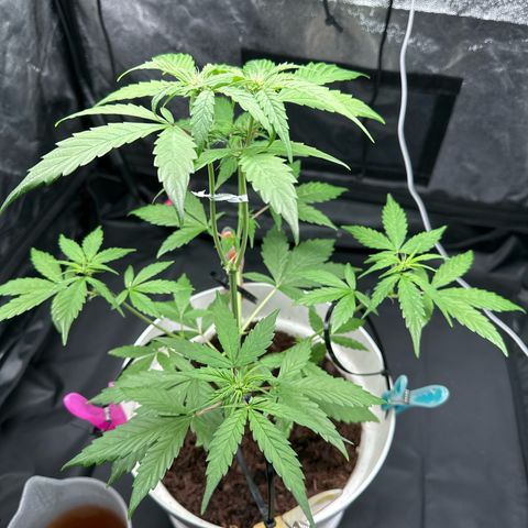 Skittlez growlog timeline photo