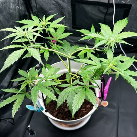 Skittlez growlog timeline photo