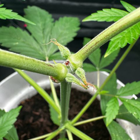 Skittlez growlog timeline photo