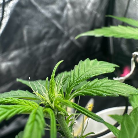 Skittlez growlog timeline photo