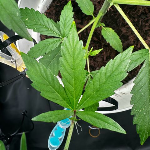 Skittlez growlog timeline photo