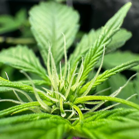 Skittlez growlog timeline photo