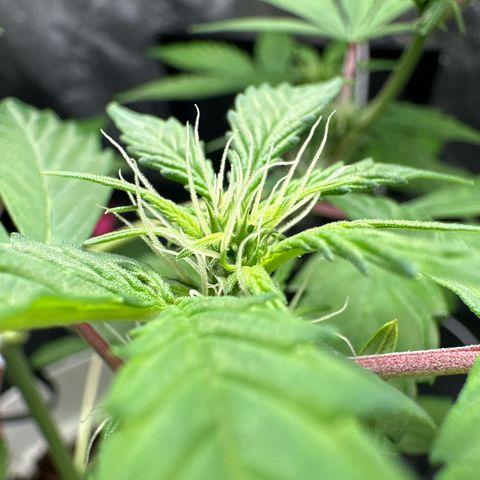 Skittlez growlog timeline photo