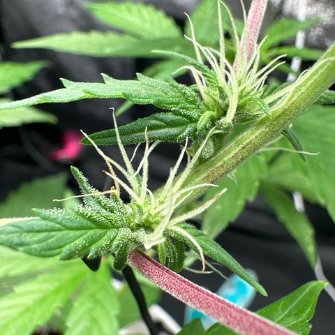 Skittlez growlog timeline photo