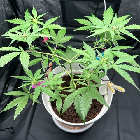 Skittlez growlog timeline photo