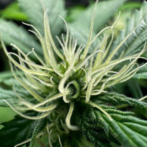 Skittlez growlog timeline photo