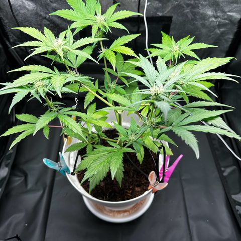 Skittlez growlog timeline photo