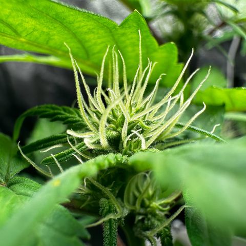 Skittlez growlog timeline photo