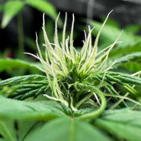 Skittlez growlog timeline photo