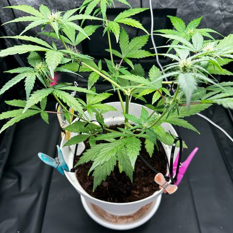 Skittlez growlog timeline photo