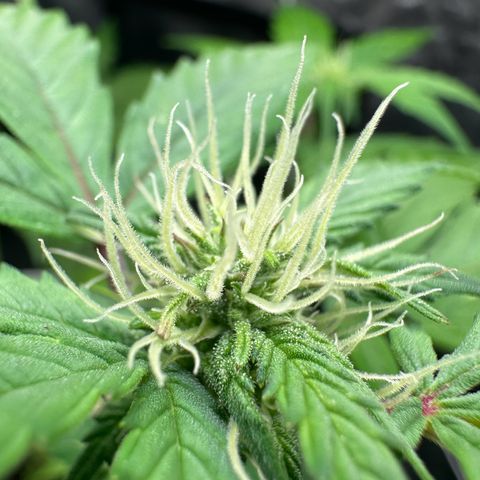 Skittlez growlog timeline photo