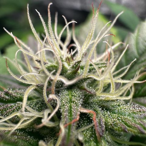 Skittlez growlog timeline photo