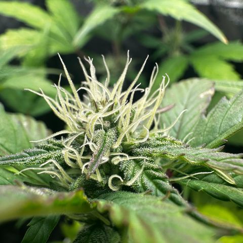 Skittlez growlog timeline photo