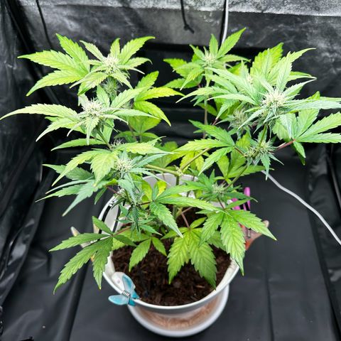 Skittlez growlog timeline photo