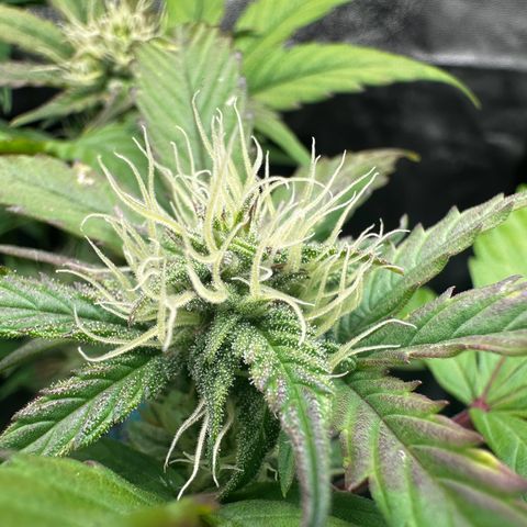 Skittlez growlog timeline photo