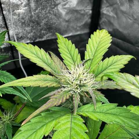 Skittlez growlog timeline photo