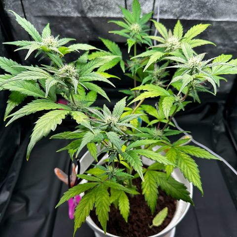Skittlez growlog timeline photo