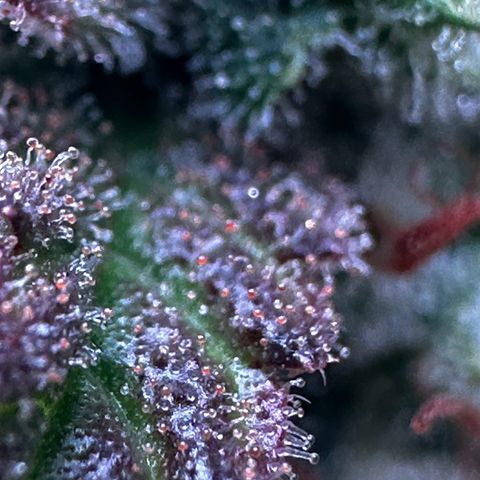 Skittlez growlog timeline photo
