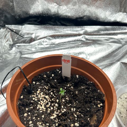 Alien growlog timeline photo