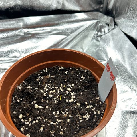 Six Shooters growlog timeline photo