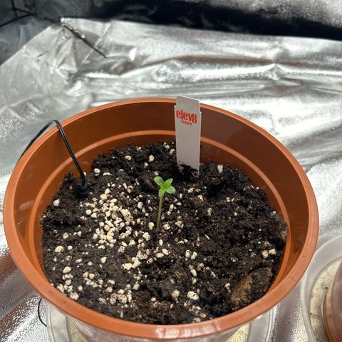 Alien growlog timeline photo