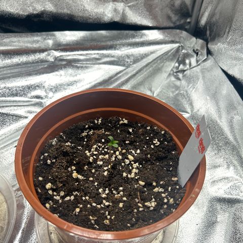 Six Shooters growlog timeline photo