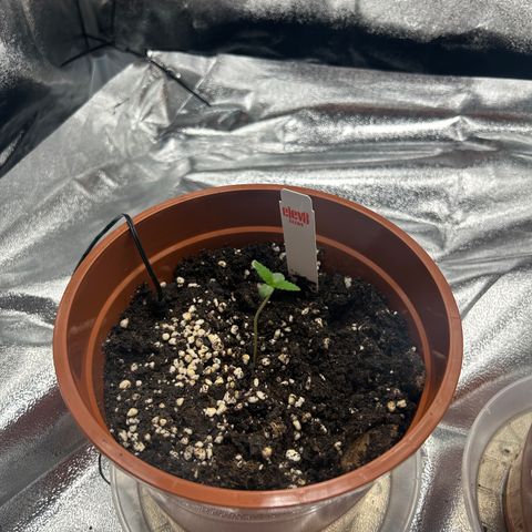 Alien growlog timeline photo