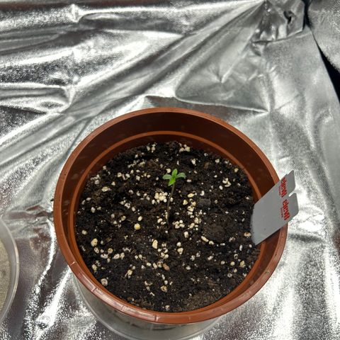 Six Shooters growlog timeline photo