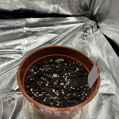 Six Shooters growlog timeline photo