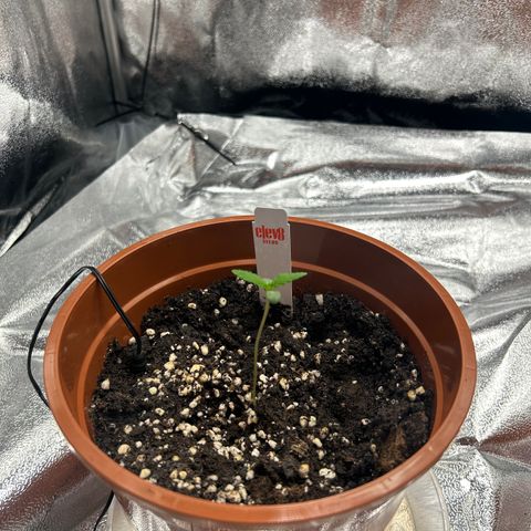 Alien growlog timeline photo
