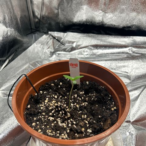Alien growlog timeline photo