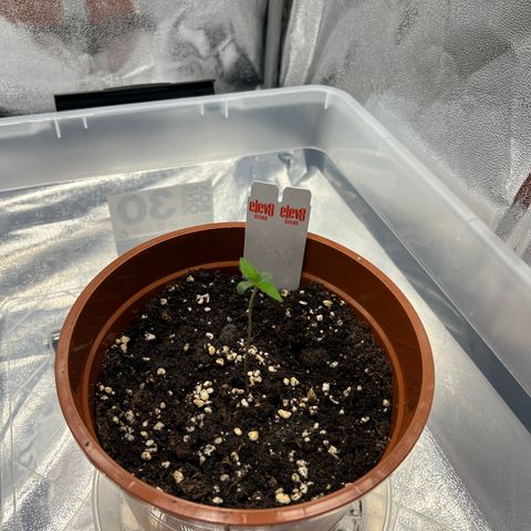 Six Shooters growlog timeline photo