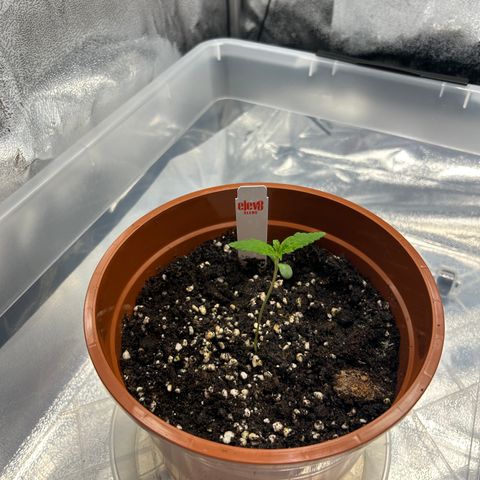 Alien growlog timeline photo