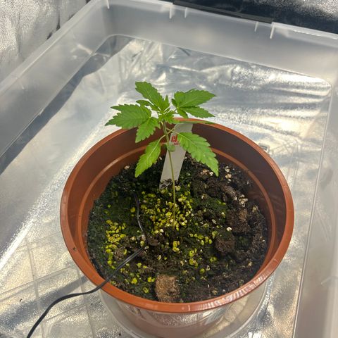 Alien growlog photo: J ai repotter légèrement la surface suite a de la moisissure