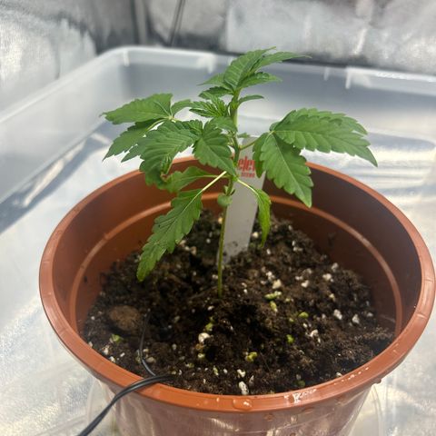 Alien growlog photo: Redressement de la plante, legere trace sur une feuille. 
