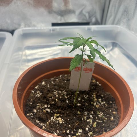 Six Shooters growlog timeline photo