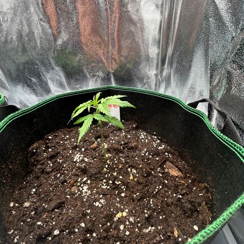 Six Shooters growlog timeline photo