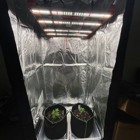 Alien growlog timeline photo